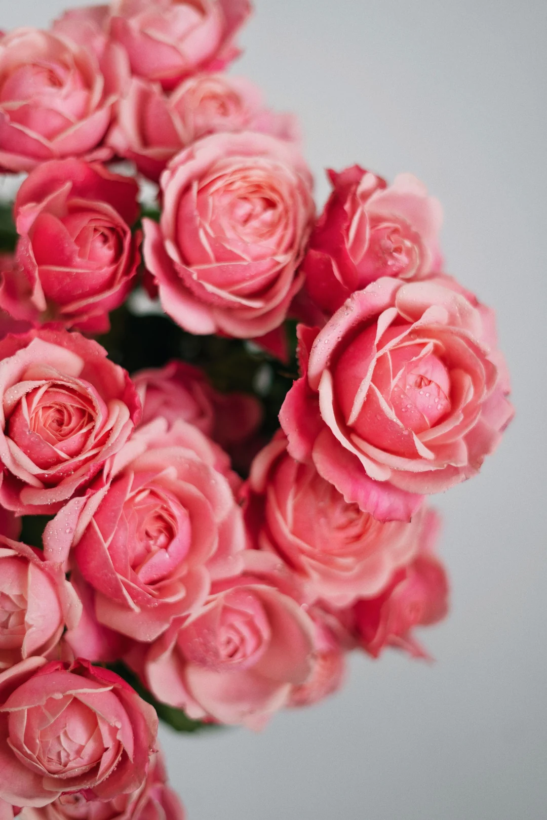 Pink roses photographed against a quiet gray background