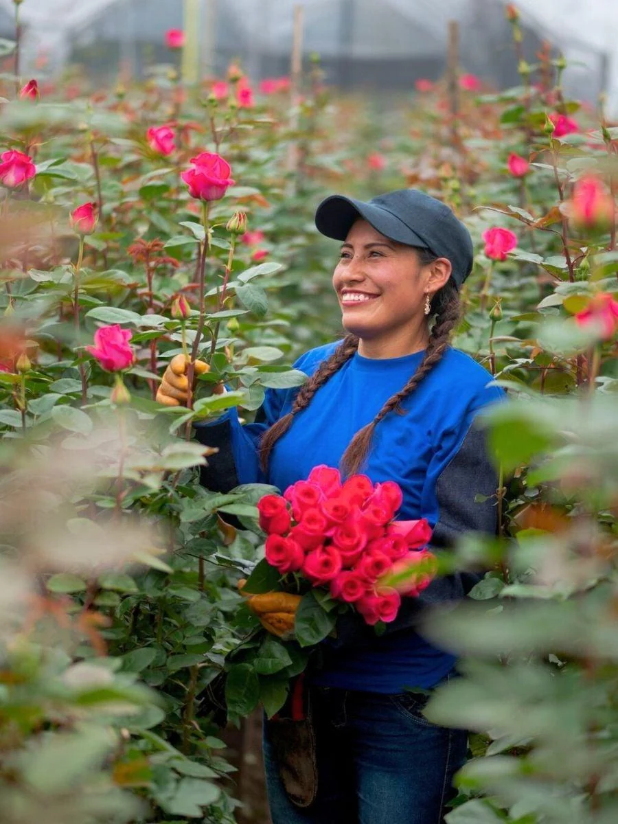 A woman tending pink roses and holding freshly cut stems in a greenhouse
